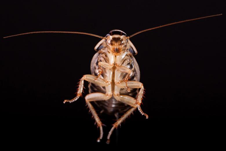 Free stock image of Cockroach created by 2happy