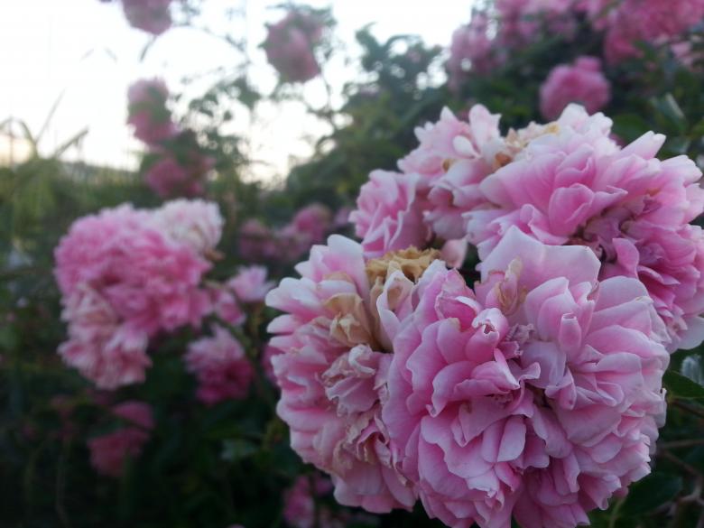 Free stock image of Flowers in the Garden created by Hayli M. Skinner