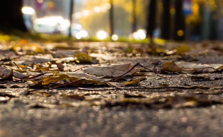 Free stock image of Fall in it's majesty!  created by Janis Urtans