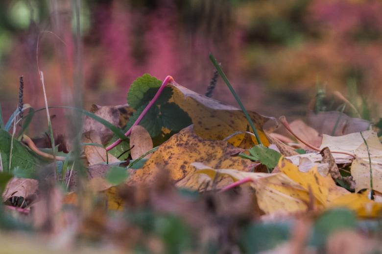 Free stock image of Fall in it's majesty! created by Janis Urtans