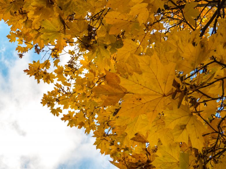 Free stock image of Fall in it's majesty! created by Janis Urtans