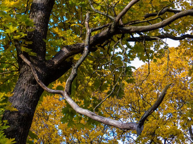 Free stock image of Fall in it's majesty! created by Janis Urtans