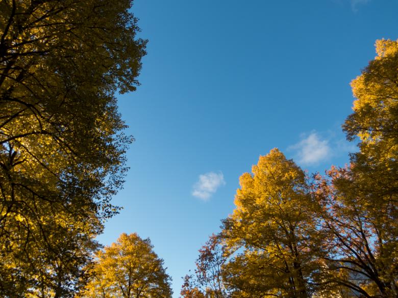 Free stock image of Fall in it's majesty created by Janis Urtans