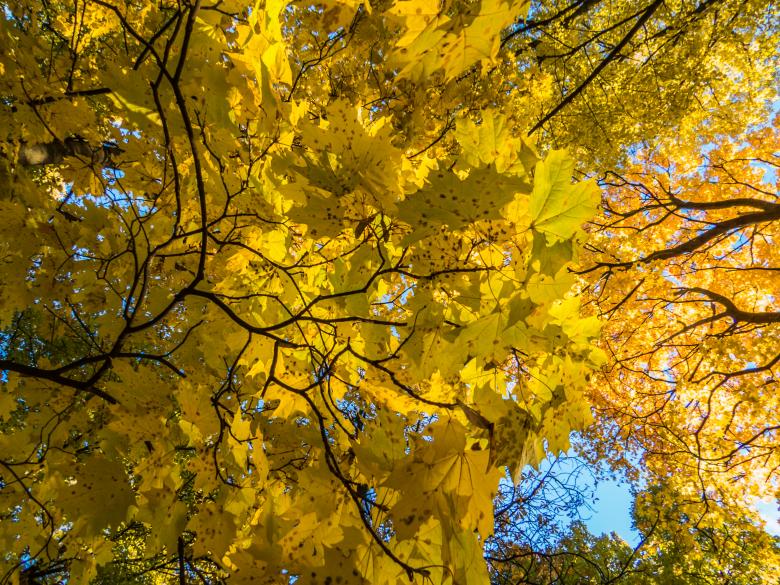 Free stock image of Fall incoming created by Janis Urtans