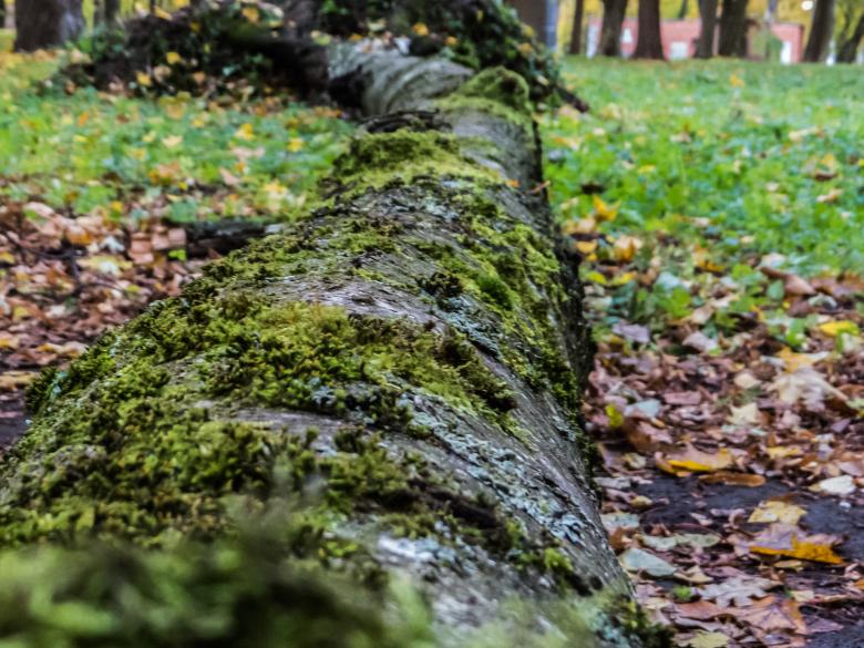 Free stock image of Mossy tree created by Janis Urtans