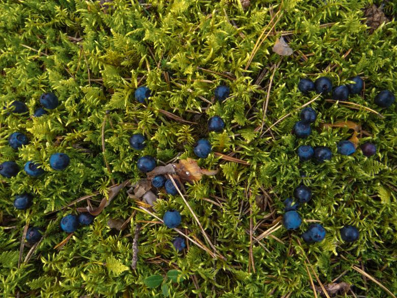 Free stock image of Blueberries for eyes created by Janis Urtans