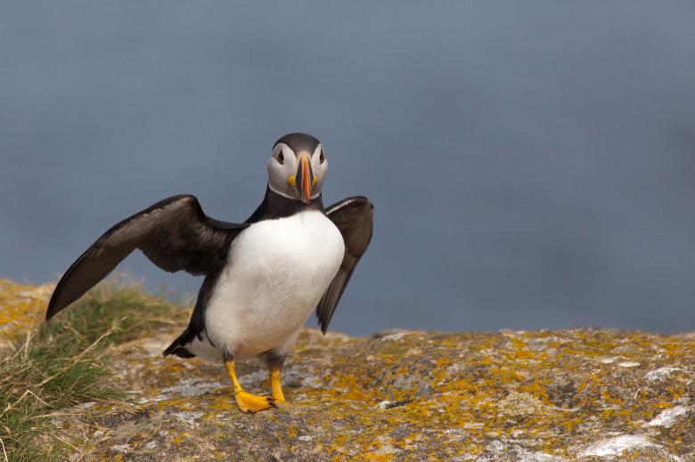 Free stock image of Puffin created by Geoffrey Whiteway
