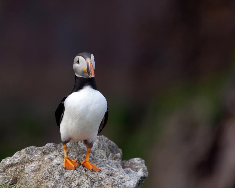 Free stock image of Puffin created by Geoffrey Whiteway