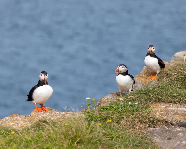 Free stock image of Puffins created by Geoffrey Whiteway