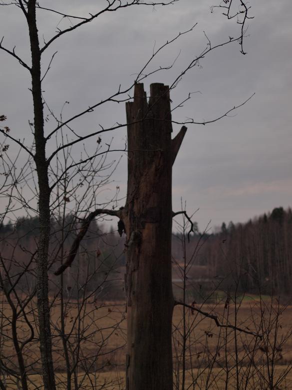 Free stock image of Tree created by Marko Mäkinen