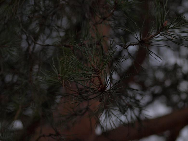Free stock image of Tree created by Marko Mäkinen