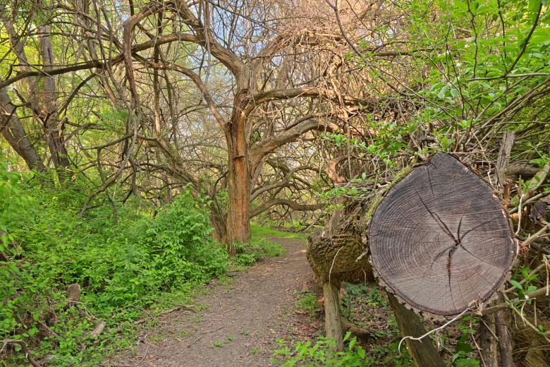 Free stock image of Chopped Wood Trail - HDR created by Nicolas Raymond
