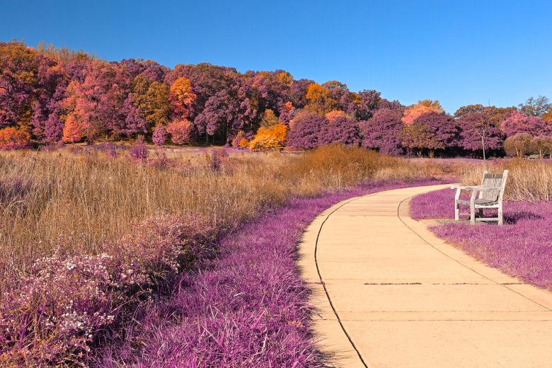 Free stock image of Winding Lavender Fantasy Path - HDR created by Nicolas Raymond