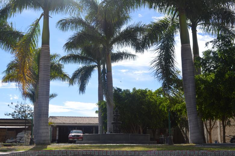 Free stock image of Palms created by cesar de luna