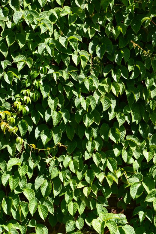 Free stock image of Leaves of creeper created by Tomas Adomaitis