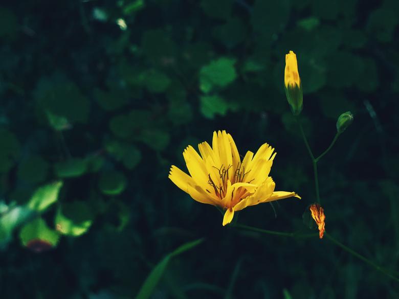 Free stock image of They were all yellow created by Mayara Sousa