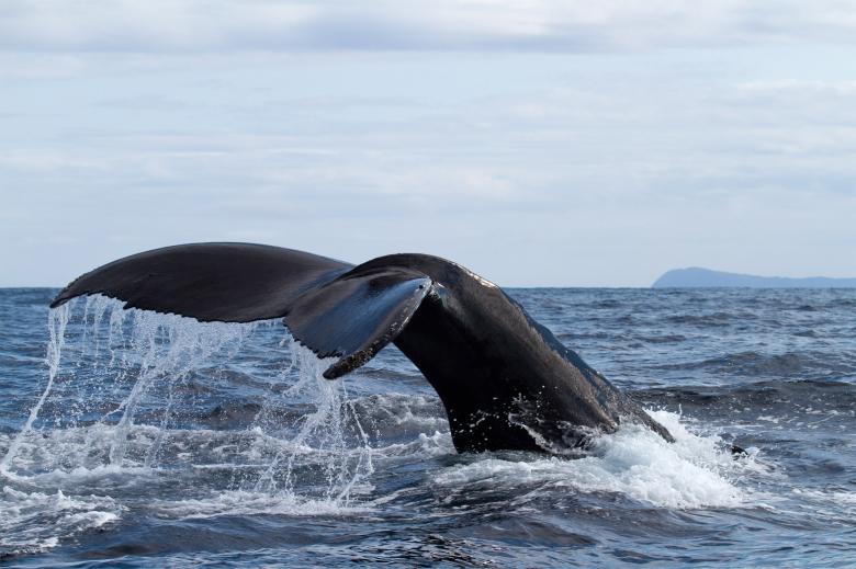 Free stock image of Whale tail created by Geoffrey Whiteway