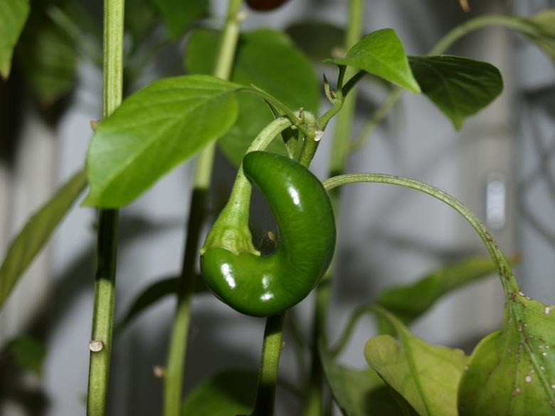 Free stock image of Paprika plant created by Marko Mäkinen