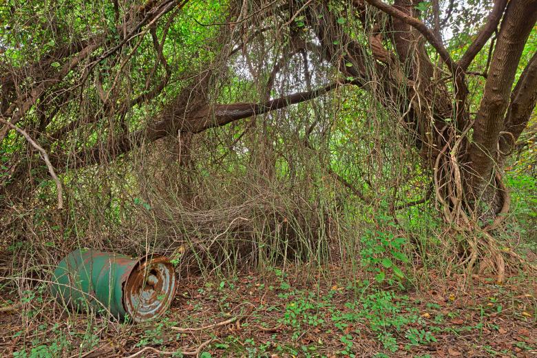 Free stock image of Forest Wasteland - HDR created by Nicolas Raymond