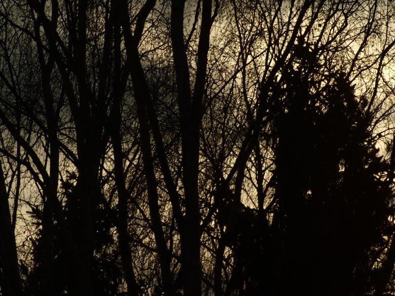 Free stock image of Trees created by Marko Mäkinen