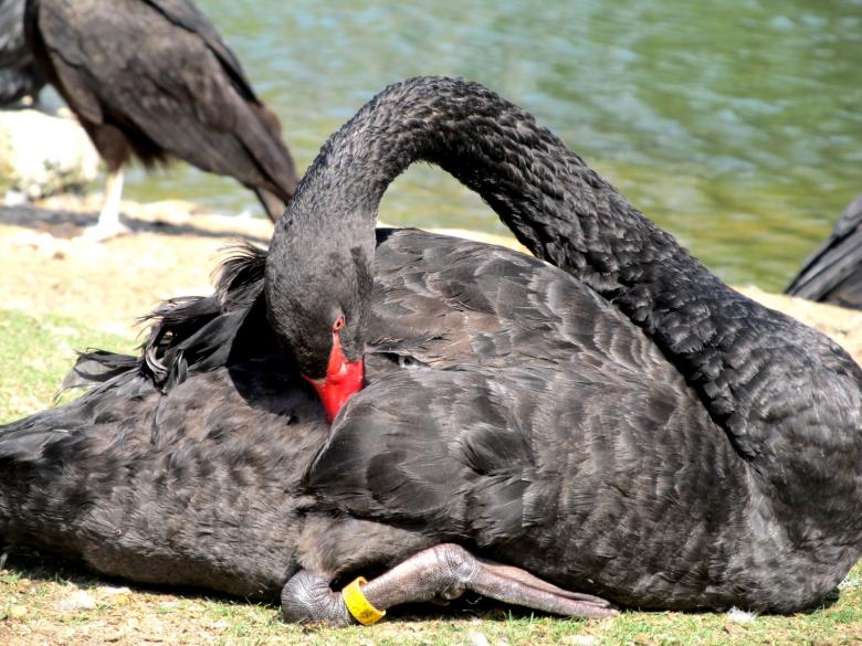 Free stock image of Black Swan created by Mayara Sousa