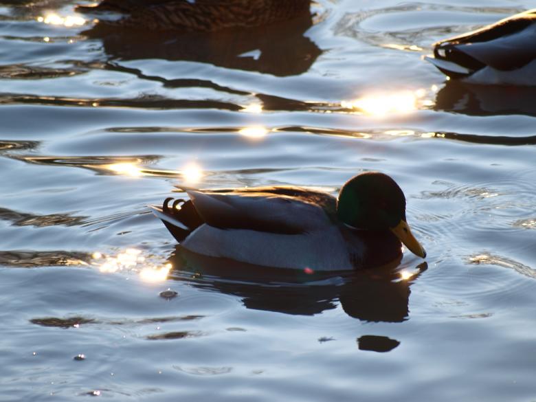 Free stock image of Ducks created by Marko Mäkinen