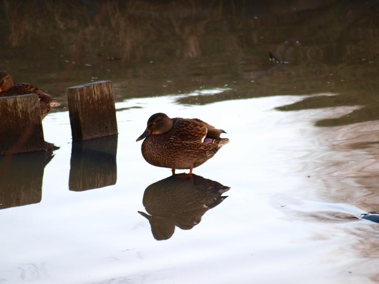 Free stock image of Ducks created by Marko Mäkinen