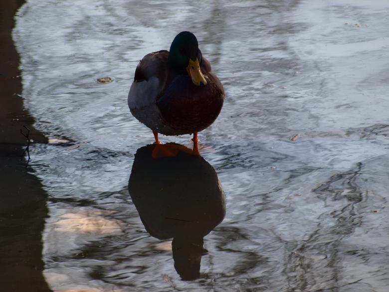 Free stock image of Ducks created by Marko Mäkinen