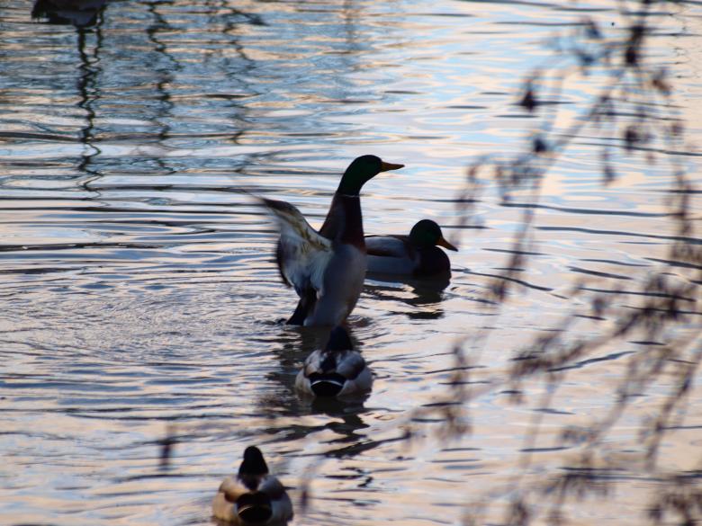 Free stock image of Ducks created by Marko Mäkinen