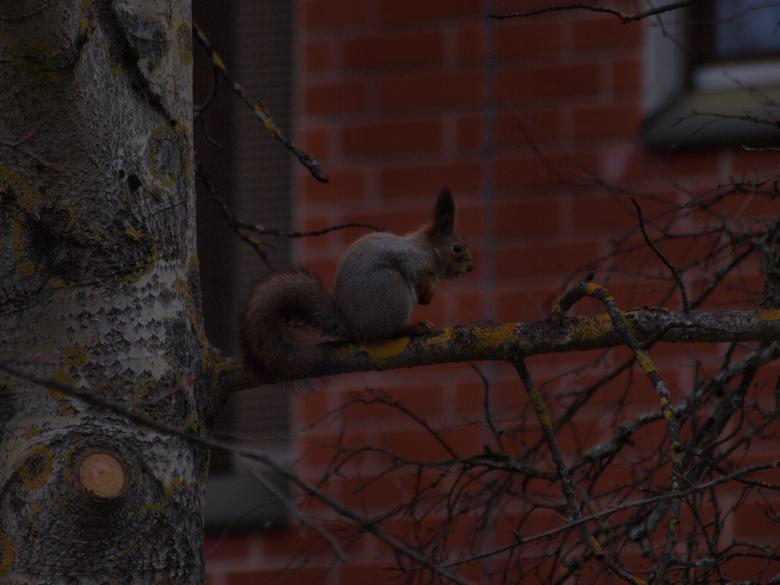 Free stock image of Squirrell created by Marko Mäkinen