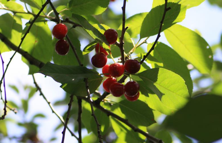 Free stock image of Sour Cherries created by Kala Manó