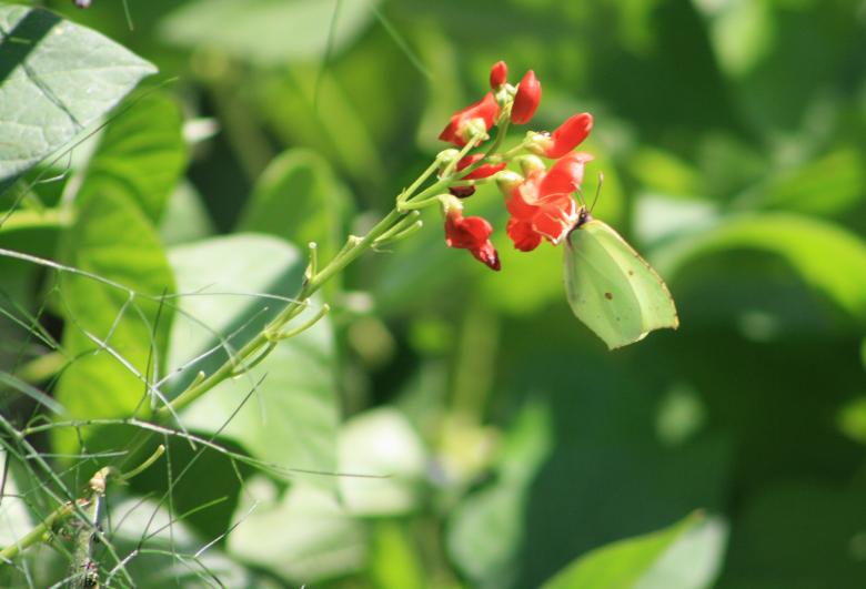 Free stock image of Butterfly created by Kala Manó