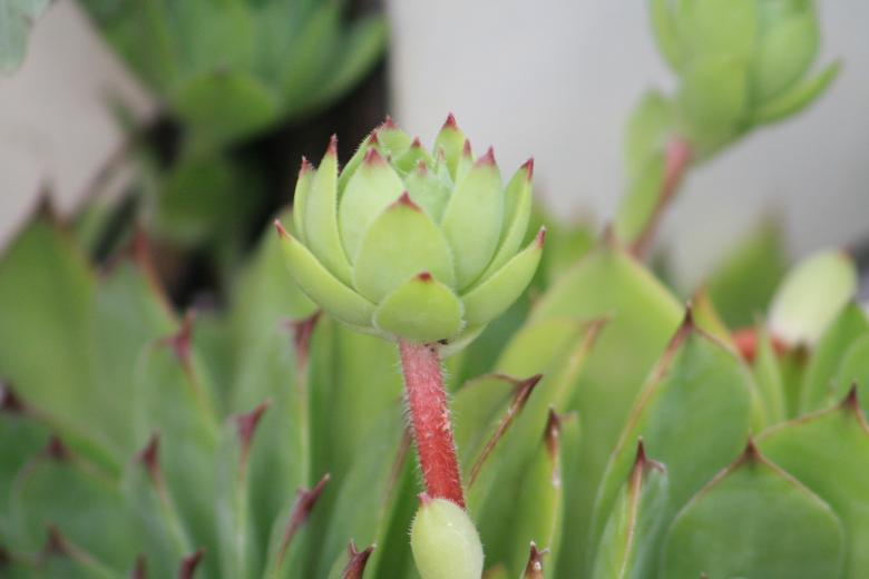 Free stock image of Sempervivum created by Kala Manó