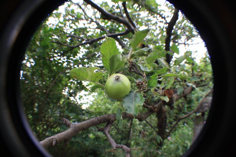 Free stock image of Green apple created by Kala Manó