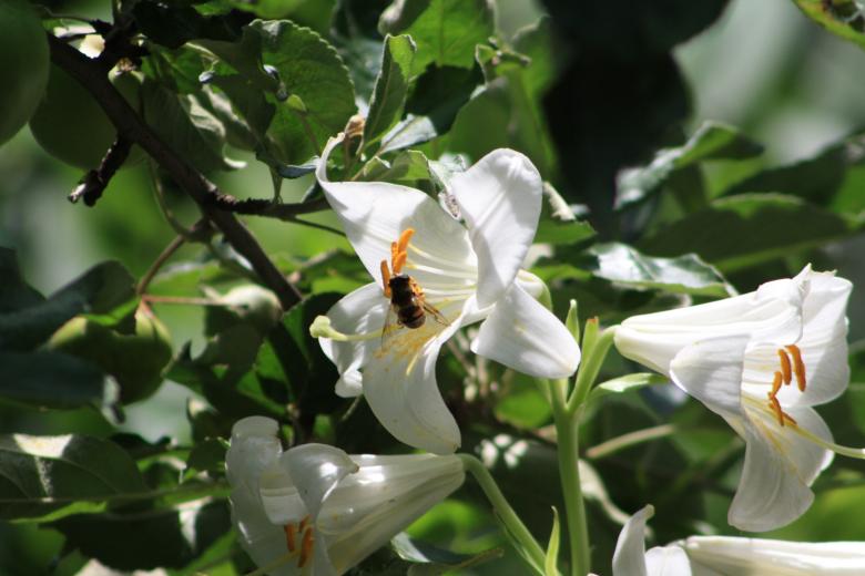 Free stock image of White flowers created by Kala Manó