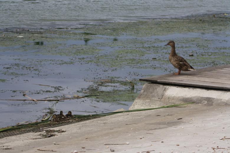 Free stock image of Family of ducks created by Kala Manó