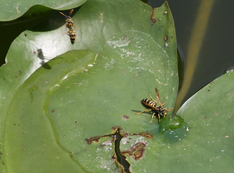 Free stock image of Wasp created by Kala Manó