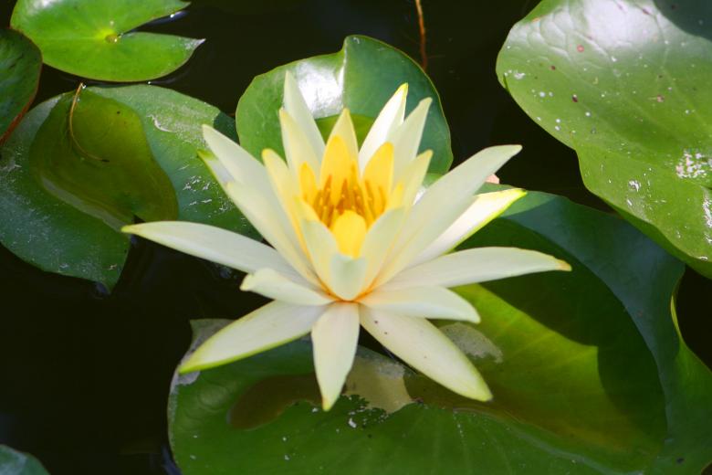 Free stock image of Nymphaea created by Kala Manó