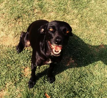 Free Stock Photo of Happy Dog