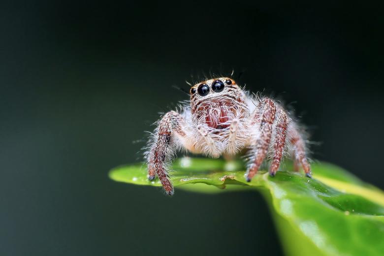 Free stock image of Curious Jumping Spider created by Ronny Overhate