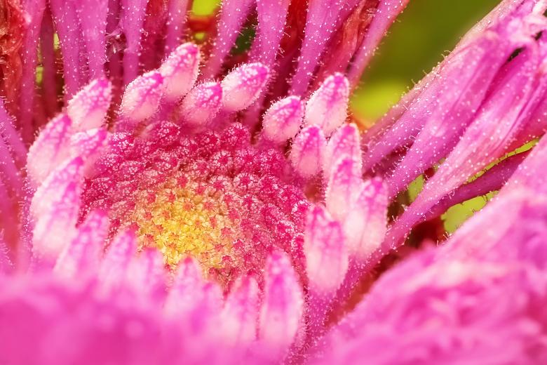 Free stock image of Pink flower created by Ronny Overhate