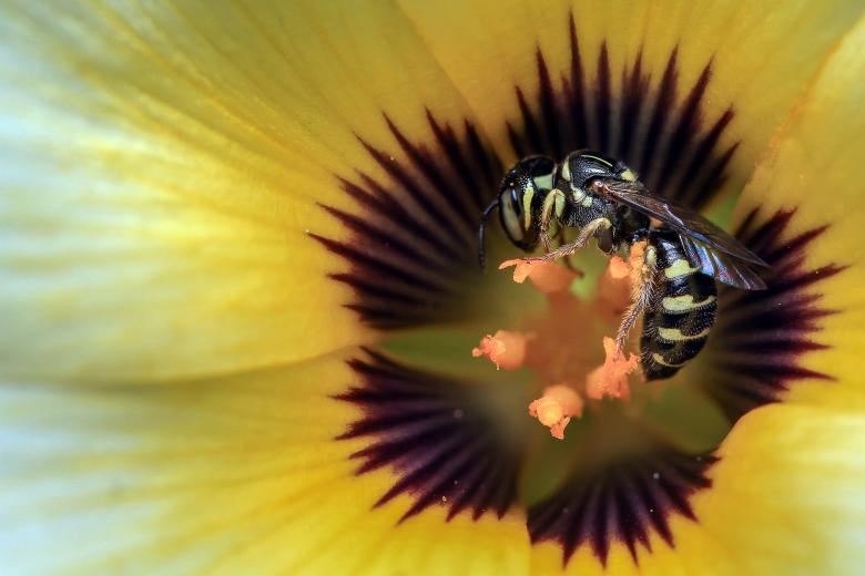 Free stock image of Bee and flower created by Ronny Overhate