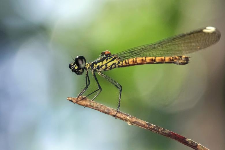 Free stock image of Damselfly created by Ronny Overhate