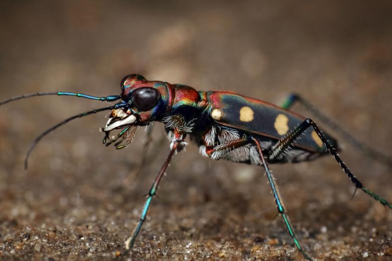 Free stock image of Tiger beetle bee created by Ronny Overhate