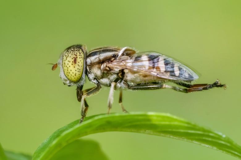 Free stock image of Green fly on grass created by Ronny Overhate