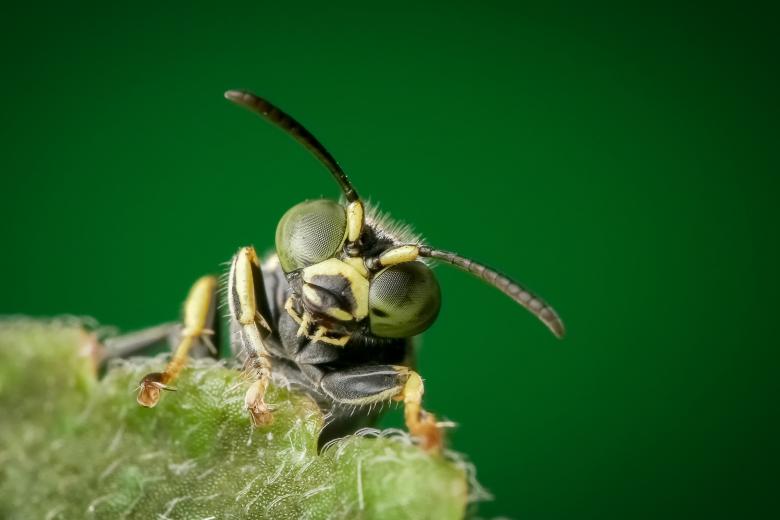 Free stock image of Insect on a leaf created by Ronny Overhate