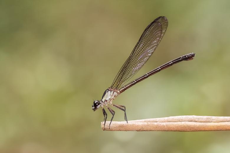 Free stock image of Damselfly on a branch created by Ronny Overhate