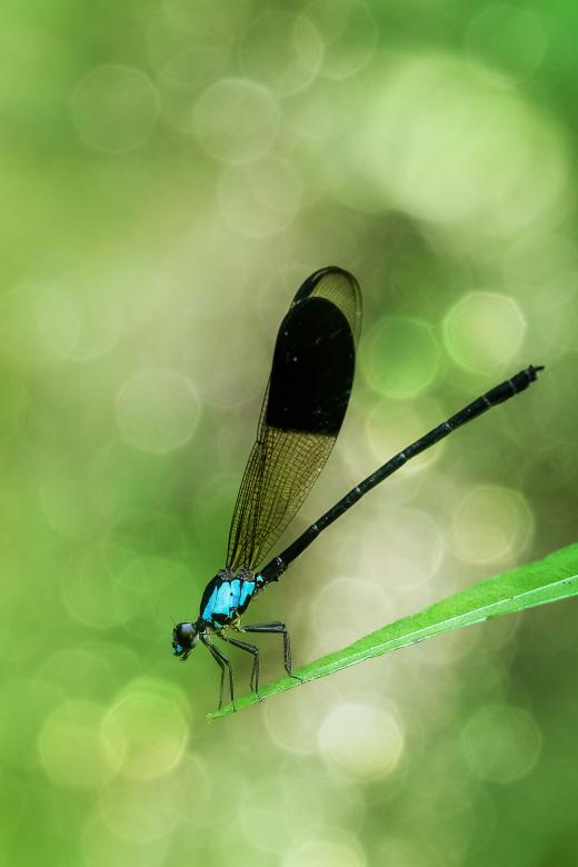 Free stock image of Blue damselfly created by Ronny Overhate