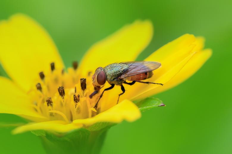Free stock image of Fly on flower created by Ronny Overhate