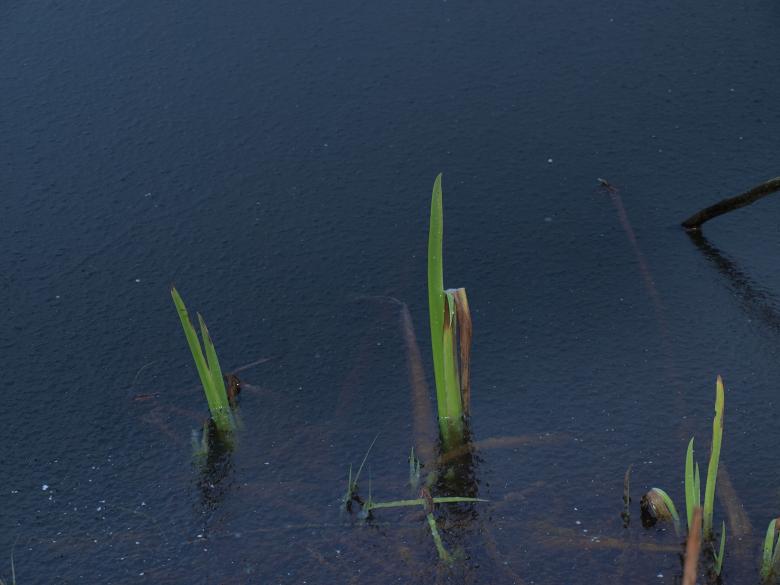 Free stock image of Frozen pond created by Marko Mäkinen